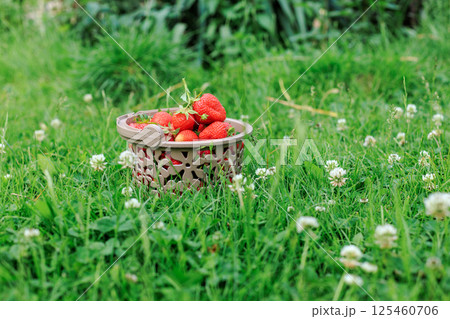 Full basket with fresh picked red ripe strawberries 125460706