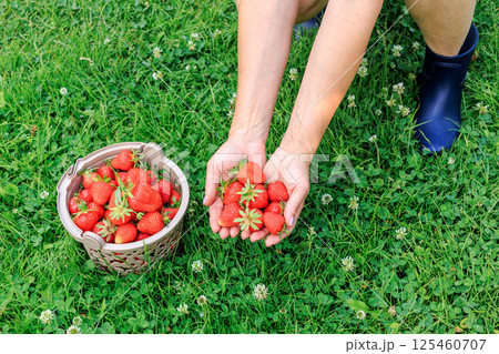 Woman is holding fresh strawberries on palms with green grass on the background. 125460707