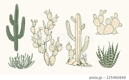 Vector set of doodle cacti, aloe and leaves. Collection of exotic plants. Decorative natural elements are isolated on white. Cactus with flowers western illustrations. Vector set of doodle cacti, aloe and leaves. Collection of exotic plants. Decorative natural elements are isolated on white. Cactus with flowers western illustrations. 125460849