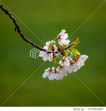 A close-up of a cherry blossom branch. A close-up of a cherry blossom branch. 125460863