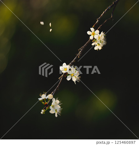 A close-up of a cherry blossom branch. A close-up of a cherry blossom branch. 125460897