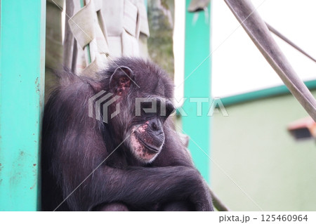 マントヒヒ マントヒヒ 125460964