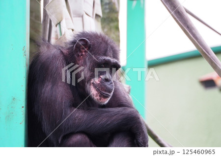 マントヒヒ 125460965