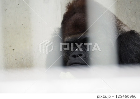 マントヒヒ マントヒヒ 125460966