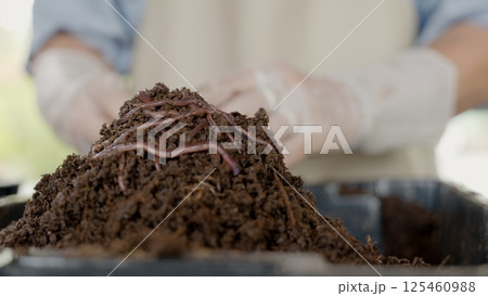Hands holding worms with soil, organic fertilizer farming concept, farmer showing group of earthworms in his hands, Production of vermicompost from household food waste Hands holding worms with soil, organic fertilizer farming concept, farmer showing group of earthworms in his hands, Production of vermicompost from household food waste 125460988