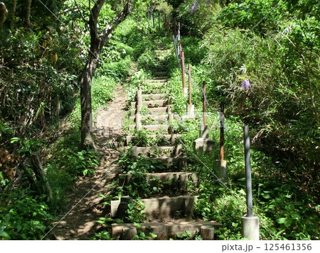 仙元山のハイキング道 仙元山のハイキング道 125461356