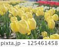 黄色いチューリップ 125461458
