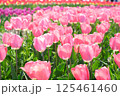 ピンクのチューリップ 125461460