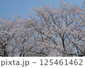 青空に映える満開のソメイヨシノ 125461462