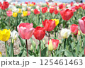 カラフルなチューリップ 125461463
