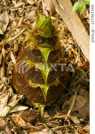 旬のタケノコが伸びてきた 旬のタケノコが伸びてきた 125461566