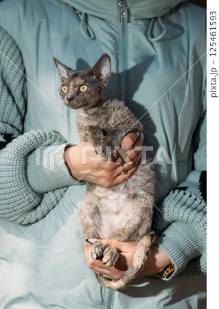 Obedient Devon Rex Cat With Brown Grey Fur Color Sit On Hands. Curious Playful Funny Cute Amazing Devon Rex Cat. Cats Portrait. Yellow Cat Eyes. Amazing Happy Pets. Pet Friendship Concept 125461593