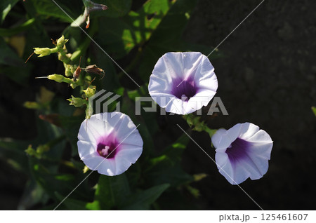 真夏のサツマイモ畑のサツマイモの花 薩摩芋の花 さつまいもの花 真夏のサツマイモ畑のサツマイモの花 薩摩芋の花 さつまいもの花 125461607