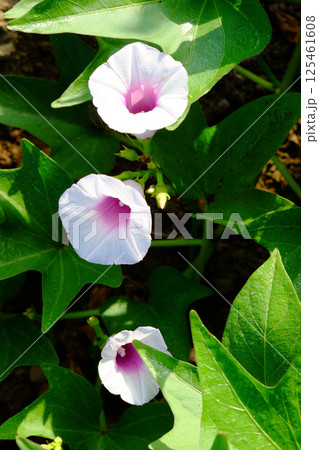 真夏のサツマイモ畑のサツマイモの花　薩摩芋の花　さつまいもの花 125461608