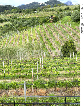 Vineyard in spring on hillside, Italy. Nature and wine making, farming in Europe.  125461612