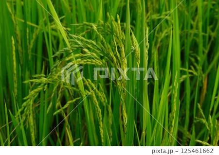 Rice field agriculture grain food yield season Rice field agriculture grain food yield season 125461662