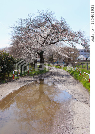 水たまりに映る桜の木 水たまりに映る桜の木 125461935