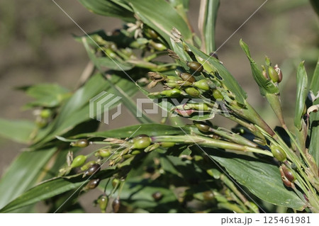 ハトムギ 鳩麦 はと麦茶 ハトムギ 鳩麦 はと麦茶 125461981
