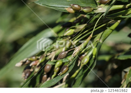 ハトムギ 鳩麦 はと麦茶 ハトムギ 鳩麦 はと麦茶 125461982