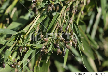 ハトムギ 鳩麦 はと麦茶 ハトムギ 鳩麦 はと麦茶 125461983