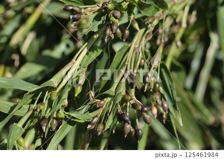 ハトムギ 鳩麦 はと麦茶 ハトムギ 鳩麦 はと麦茶 125461984