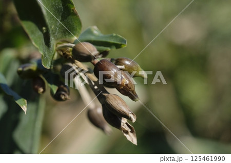 ハトムギ　鳩麦　はと麦茶　 125461990