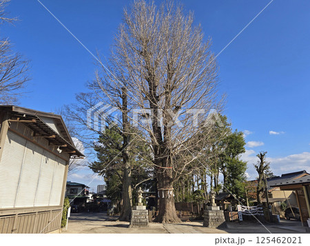 春日部八幡神社の大銀杏【埼玉県春日部市】 春日部八幡神社の大銀杏【埼玉県春日部市】 125462021