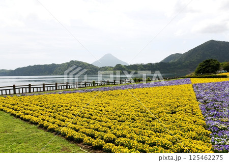 【指宿市 霧島錦江湾国立公園「池田湖」菜の花畑越しに南の開聞岳(薩摩富士)を望む】 【指宿市 霧島錦江湾国立公園「池田湖」菜の花畑越しに南の開聞岳(薩摩富士)を望む】 125462275