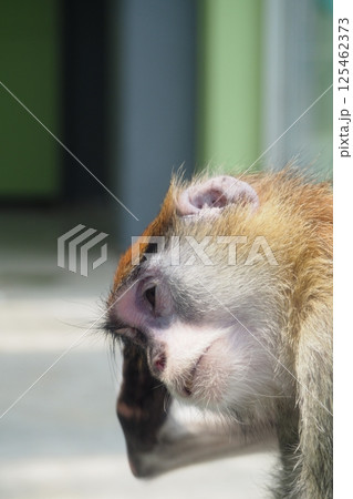 パタスモンキー 125462373