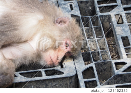 ニホンザル ニホンザル 125462383