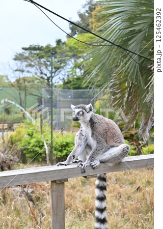 ワオキツネザル 125462392