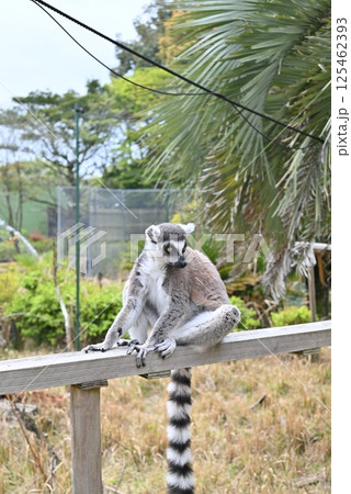 ワオキツネザル 125462393