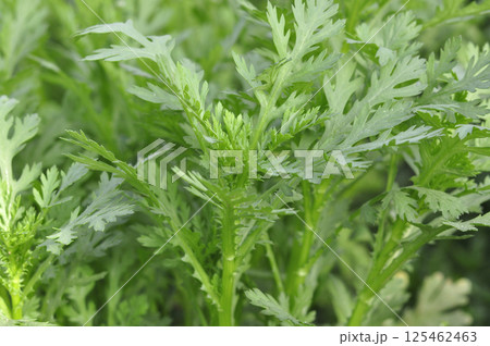 シュン菊 125462463