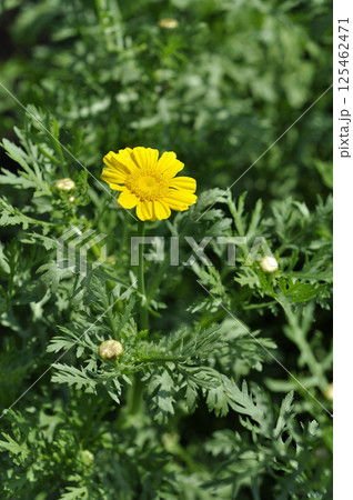シュン菊 125462471