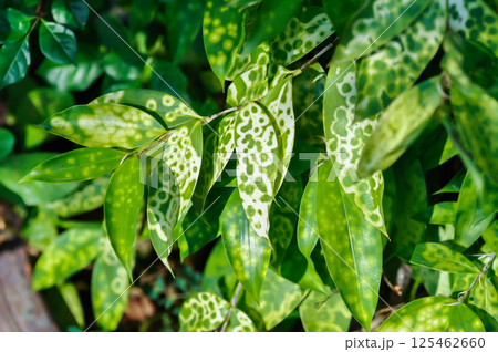 Asparagaceae, Dracaena surculosa Lindl or Gold Dust Dracaena or Japanese Bamboo or Spotted Dracaena or bicolor plant Asparagaceae, Dracaena surculosa Lindl or Gold Dust Dracaena or Japanese Bamboo or Spotted Dracaena or bicolor plant 125462660