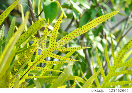 Monarch fern or Microsorum scolopendria or Maile scented fern or Musk fern or Wart fern, Pteris vittata or Pteris vittata L or fern or green leaf or polypodioides pseudolachnopus 125462663