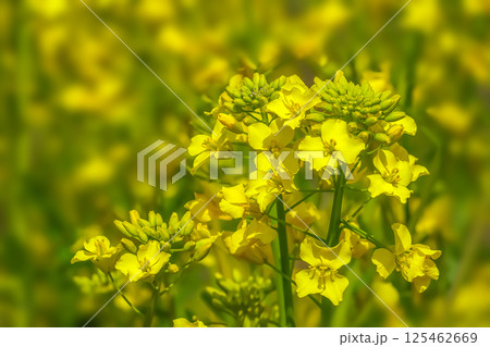 菜の花 菜の花 125462669