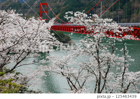 高知県　大渡ダム大橋　桜 125463439