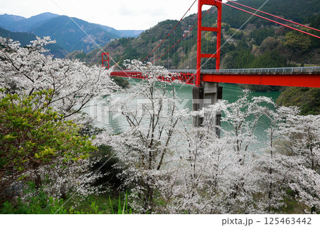 高知県 大渡ダム大橋 桜 高知県 大渡ダム大橋 桜 125463442