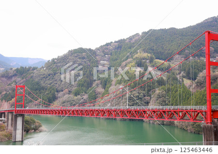 高知県　大渡ダム大橋　桜 125463446