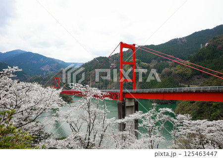 高知県　大渡ダム大橋　桜 125463447