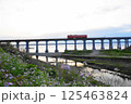 夕暮れの惣郷川橋梁にてハマダイコンの花とキハ40 125463824