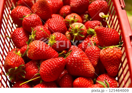 摘みたての苺 摘みたての苺 125464009