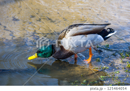Vibrant Drake Dipping Beak into Still Water Vibrant Drake Dipping Beak into Still Water 125464054