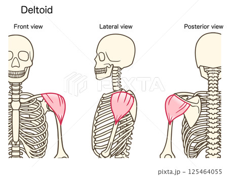 三角筋の前方、側方、後方からの図 三角筋の前方、側方、後方からの図 125464055