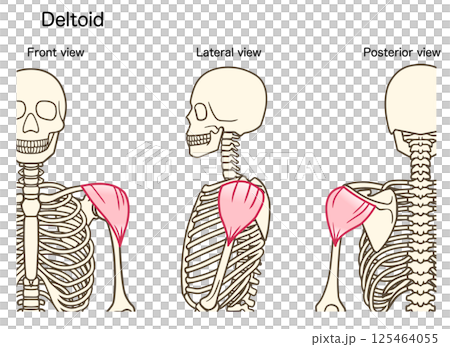 三角筋の前方、側方、後方からの図 三角筋の前方、側方、後方からの図 125464055
