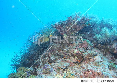 座間味島の珊瑚礁に群れるキンメモドキ　水中写真 125464096