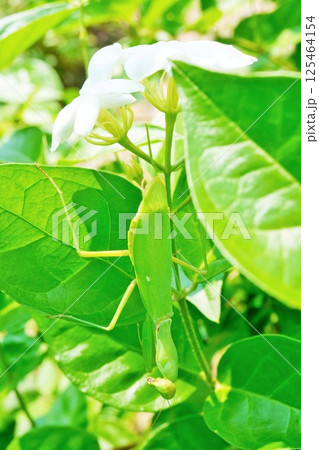 庭で白い花を咲かせる茉莉花ジャスミンの茎で枝に擬態する大きいカマキリ 庭で白い花を咲かせる茉莉花ジャスミンの茎で枝に擬態する大きいカマキリ 125464154