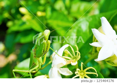 屋外の茉莉花ジャスミンの白色の花に脚をかけてこちらを見上げる大きいカマキリ 125464176