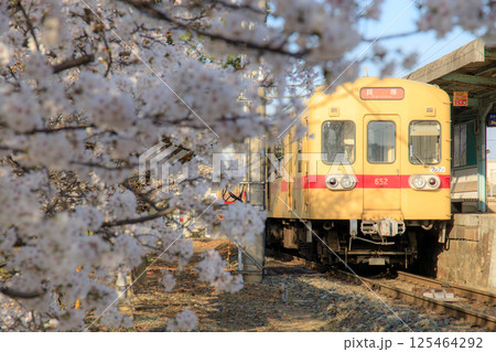 西鉄新宮駅の桜と600形電車（西鉄）  125464292